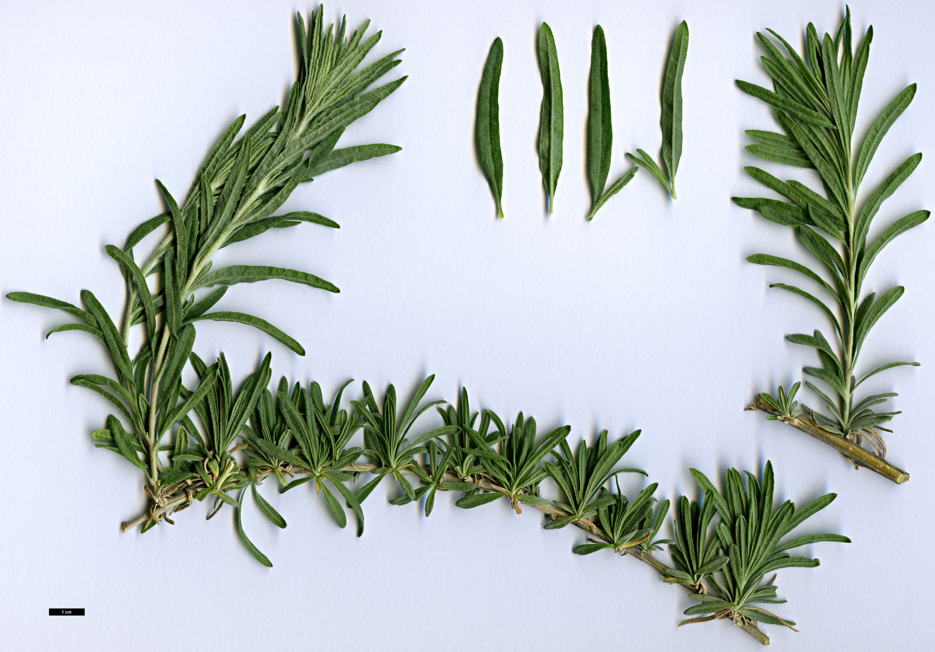 High resolution image: Family: Amaranthaceae - Genus: Krascheninnikovia - Taxon: ceratoides - SpeciesSub: subsp. lanata